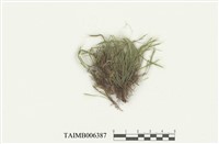 藏品(蝦苔日本亞種)的圖片